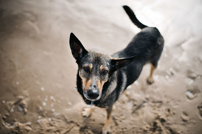 High angle view of dog on field