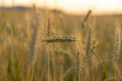 Wheat field during sunnrise or sunset. slovakia