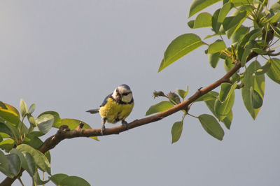 Low angle view of bird perching on branch against clear sky