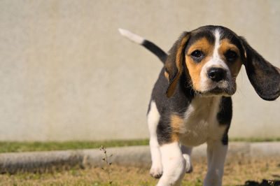 pet