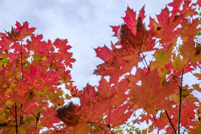 Low angle view of maple leaves on tree