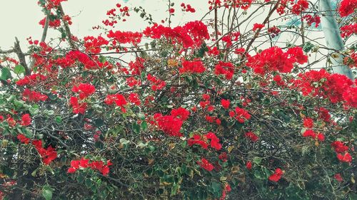 Close-up of red flowering plant