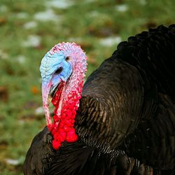 Close-up of peacock