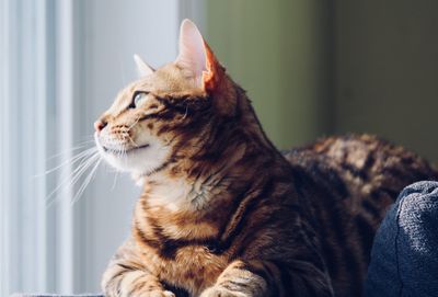 Close-up of ginger cat sitting at home