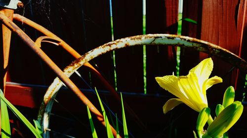 Close-up of plant against blurred background