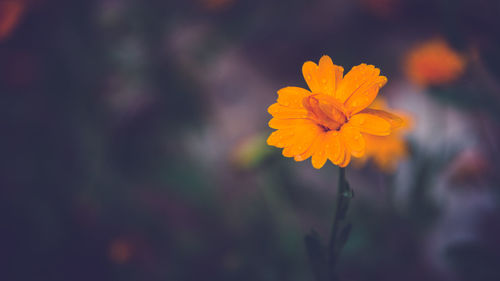 Close-up of yellow flower blooming outdoors