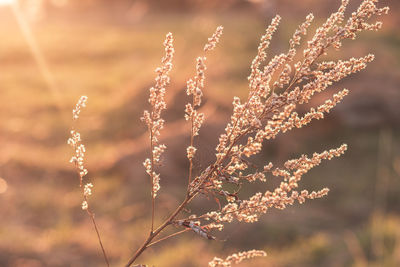 Close-up of plant on field