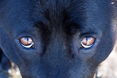 Close-up portrait of dog