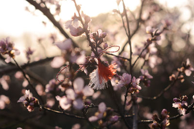 Close-up of pink cherry blossoms in spring