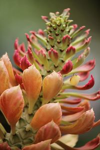 Close-up of succulent plant