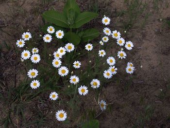 High angle view of white flowering plants on field