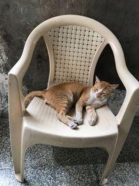 Cat relaxing on floor