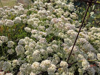 Close-up of plants