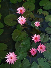 High angle view of pink flowers and leaves floating on water