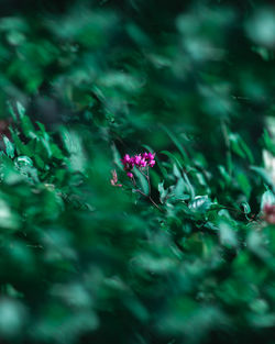 Close-up of pink flowering plant on field