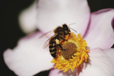 Close-up of bee on flower