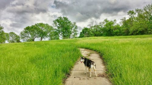 Footpath leading towards grassy field against cloudy sky