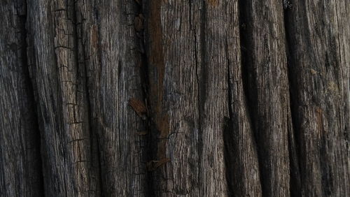 Full frame shot of tree trunk