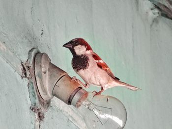 Close-up of bird perching on light bulb