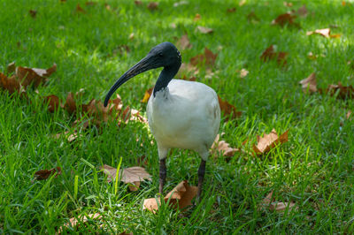 Duck on field