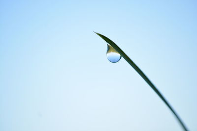 Close-up of water drop on plant against clear blue sky