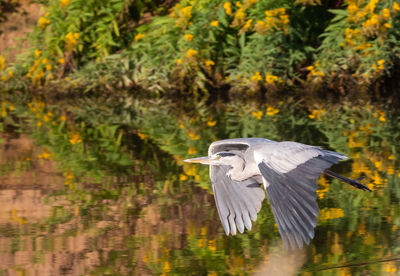 High angle view of gray heron flying over lake