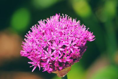 Close-up of pink flower blooming outdoors