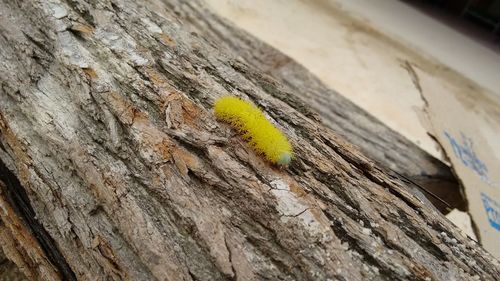 Close-up of tree trunk