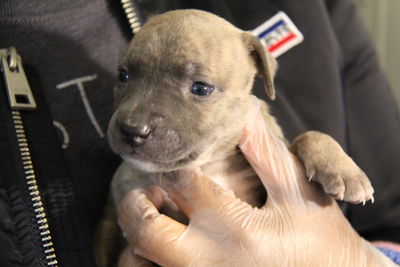 Close-up of hand holding dog