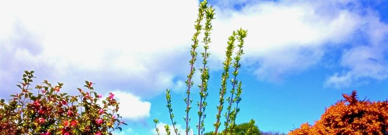 Low angle view of trees against sky
