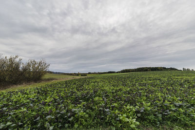 Scenic view of agricultural field against sky