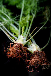 Close-up of plant growing outdoors