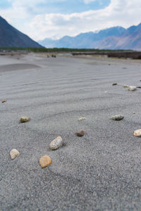 Close-up of shell on beach against sky
