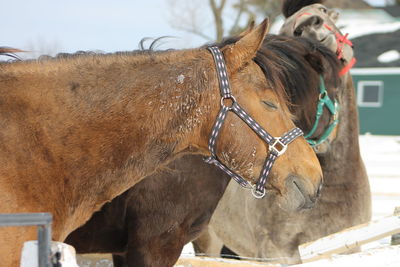 Close-up of horse standing outdoors