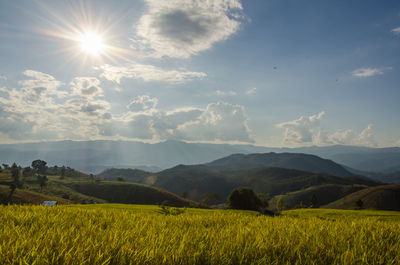 Scenic view of field against sky