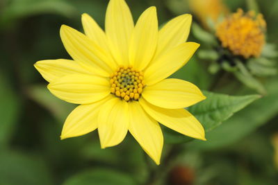 Close-up of yellow flower blooming outdoors