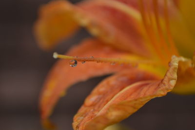 Close-up of flowers against blurred background