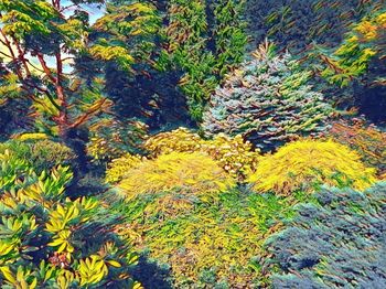 Close-up of flower tree in forest