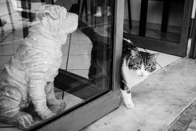 Cat looking through window