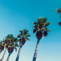 Palms with sky as background 