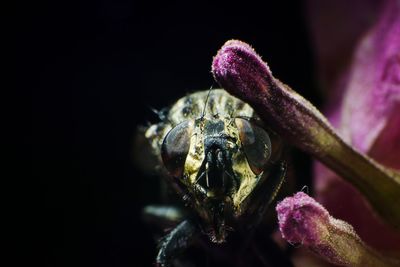 Close-up of spider