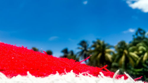 Close-up of red maple leaf against blue sky