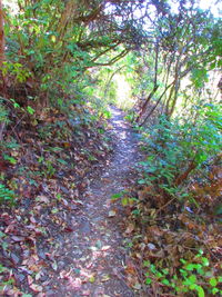 Close-up of fresh green plants in forest