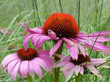 Close-up of coneflowers blooming outdoors