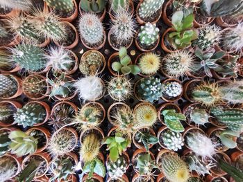 Full frame shot of succulent plants