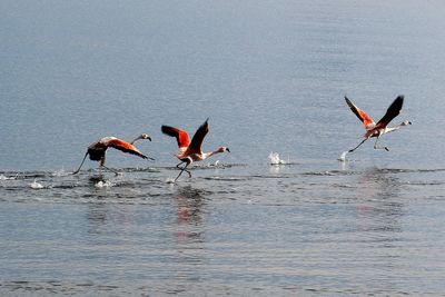 Birds flying over sea