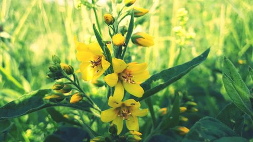 Close-up of yellow flowering plant