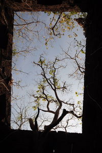 Low angle view of silhouette trees against sky