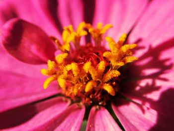 Macro shot of pink flower