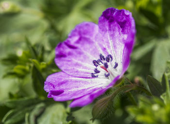 Close-up of purple flower